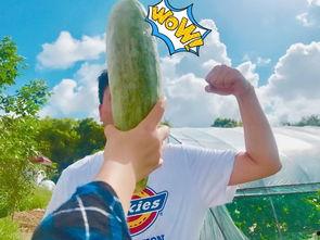 网红吃瓜频,揭秘娱乐圈幕后故事