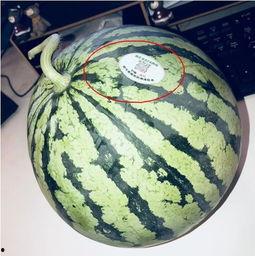 网红吃瓜人员,网红吃瓜达人带你揭秘娱乐圈幕后真相