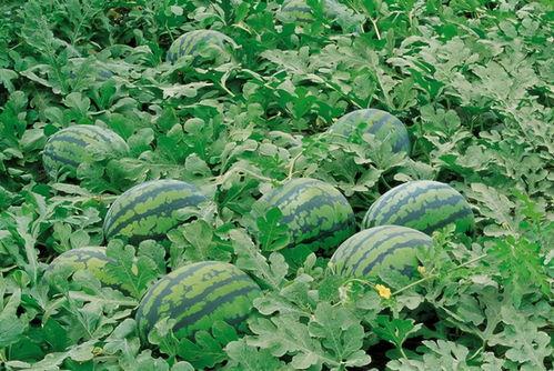 摆摊网红吃瓜视频大全,趣味视频大盘点