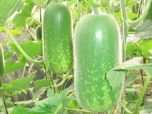 摆摊网红吃瓜视频大全,趣味视频大盘点